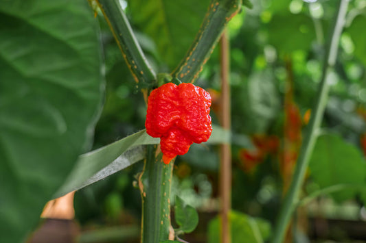 7 Pot Brain Strain Pepper: The Alien Brain Superhot We Grow in Houston