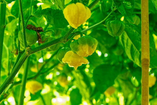 KS Lemon Starrburst Pepper: The Flying Saucer Superhot We Grow in Houston