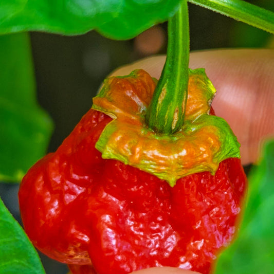 Bleeding Calyx Peppers: Why Some Superhots Look Like They're Bleeding