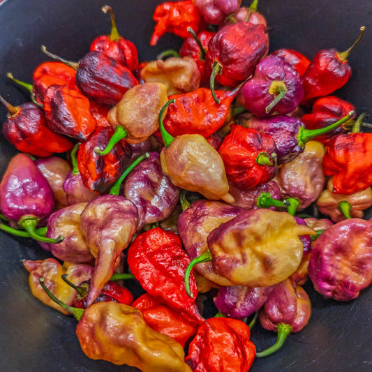 Why Our Fox Ghost Gnarly Ruby Peppers Grew Two Different Colors From the Same Seed Packet