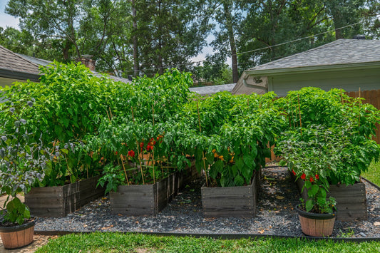 Growing Superhot Peppers in Texas Heat: Our Houston Backyard Method