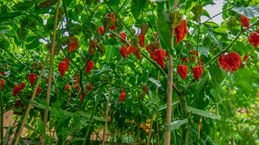 Can You Patent a Pepper? Inside the Secretive World of Superhot Breeding