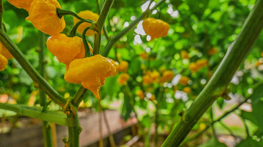 Scotch Brains Pepper: The Caribbean-Alien Superhot We Grow in Houston