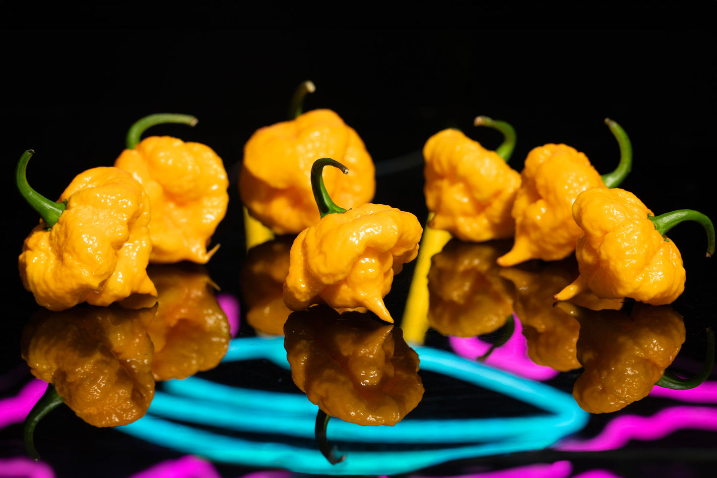 SCOTCH BRAINS * ADOBO CURRY