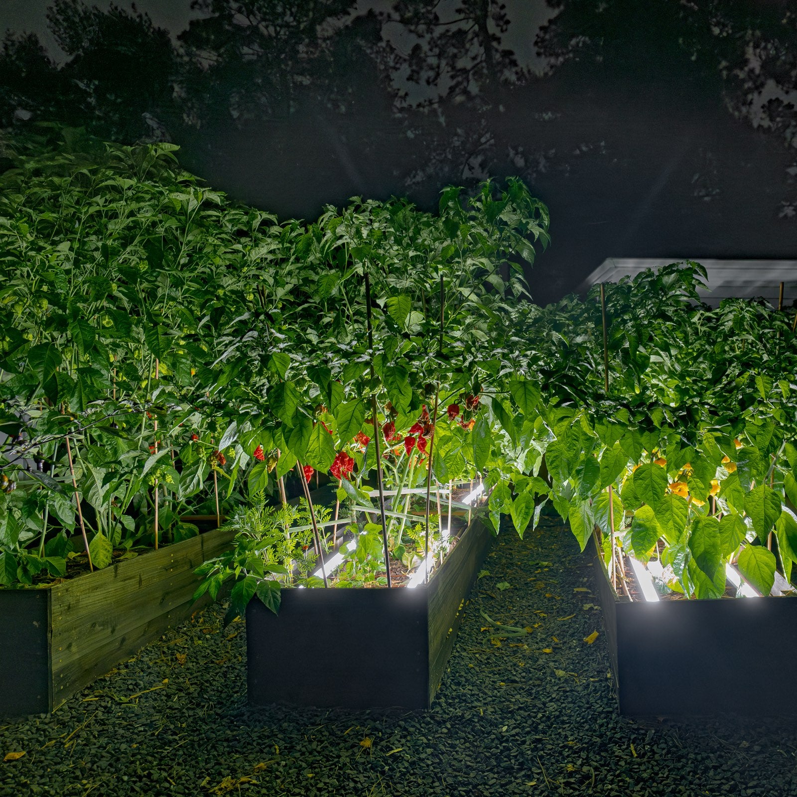 Spicy Dadda peppers growing on the vine