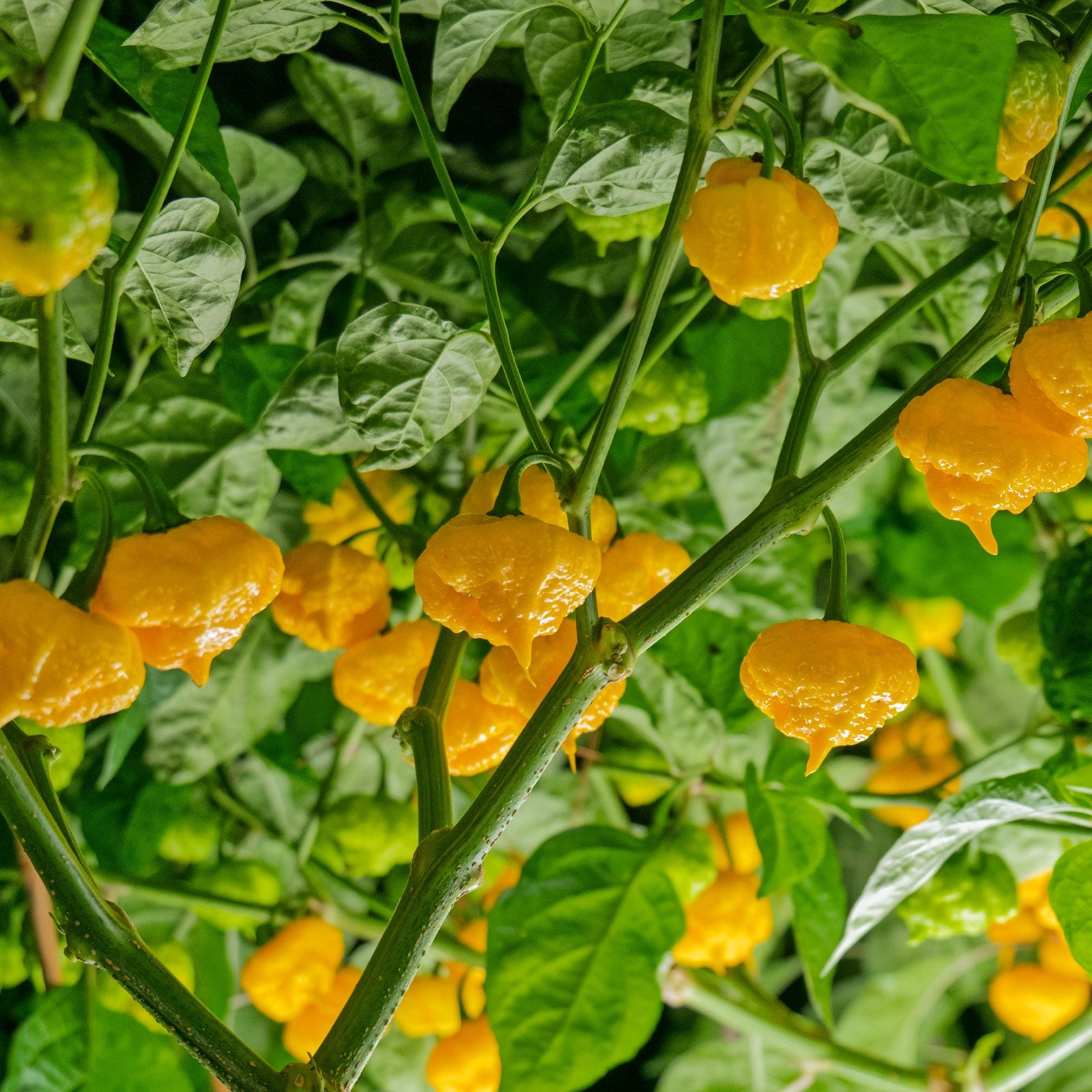 Hand-picked superhot peppers