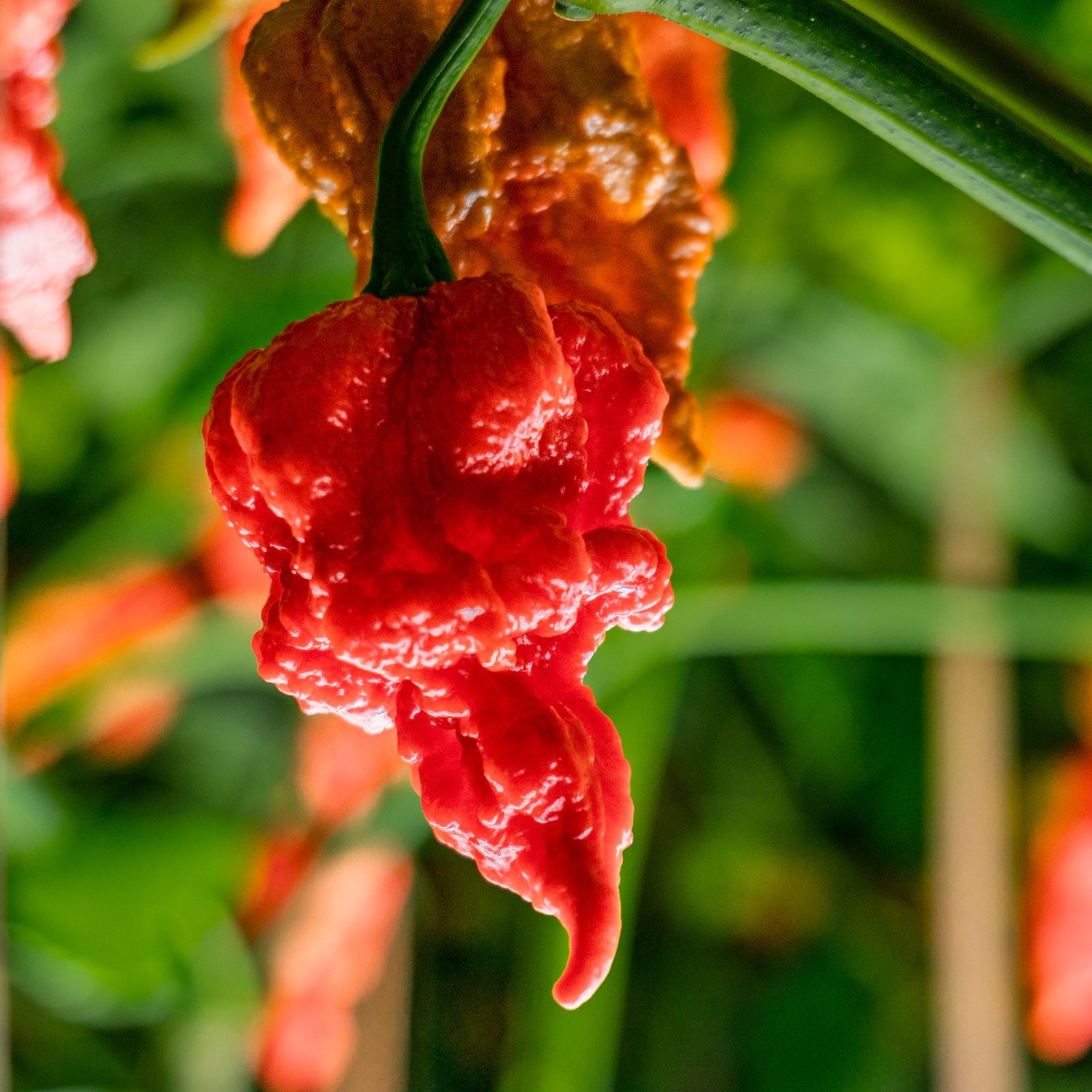 A final harvest of Spicy Dadda peppers